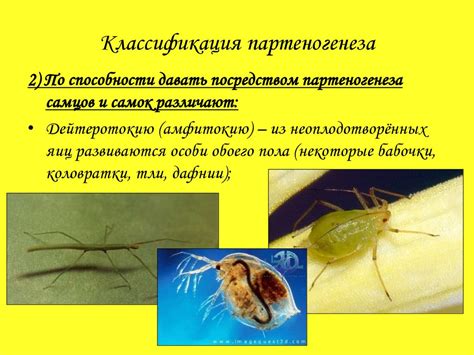 Партеногенез - презентация онлайн