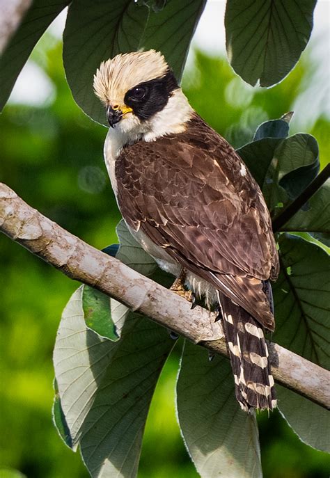 Laughing Falcon - Owen Deutsch Photography