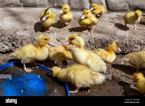 Full Grown Yellow Duck