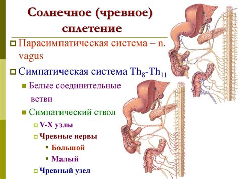 Вегетативная нервная система. Периферический отдел - презентация онлайн
