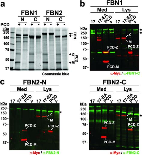 Adamts17 Pcd Does Not Cleave Fibrillin 1 Or Fibrillin 2 A Download Scientific Diagram