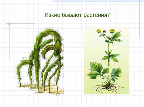 Водоросли. Какие бывают растения? 5 класс - презентация онлайн