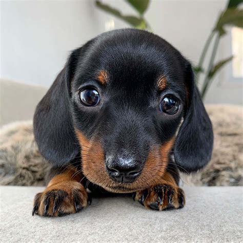 Download Adorable Dachshund Puppy