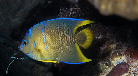 Queen Angelfish Juvenile