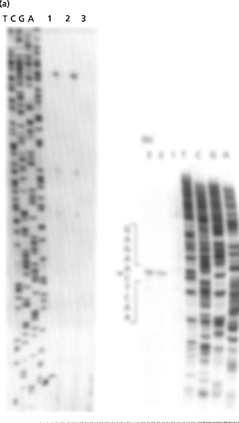 Figure From The Ribosomal Rna Rrn Operons Of Fast Growing