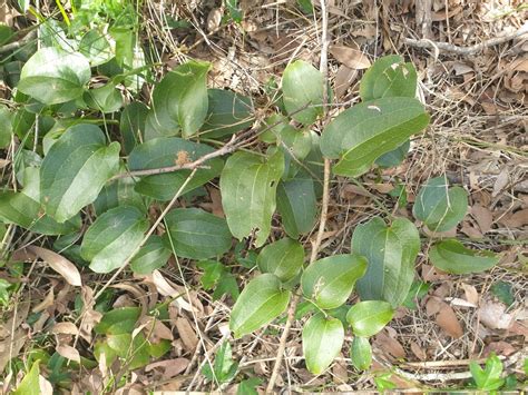 Austral Sarsaparilla In April By Pcopping Ecp Inaturalist