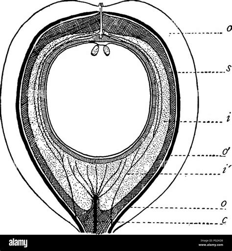 Gymnosperm Seed Diagram