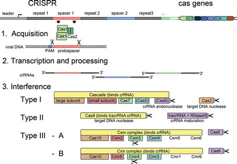 Crispr Cas Systems And Conserved Stages Of Crispr Cas Activity The