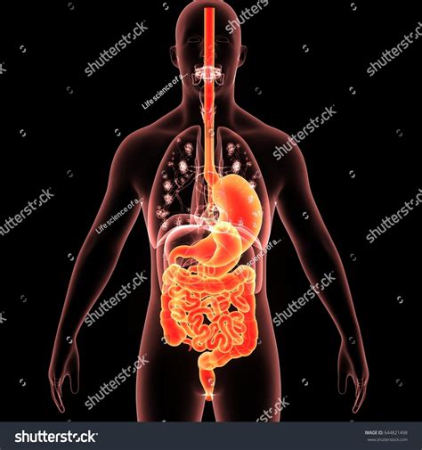 3d Illustration Human Digestive System Stock Illustration 644821498