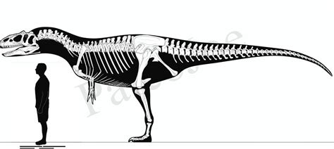 Allosaurus Fragilis By Paleojoe On Deviantart