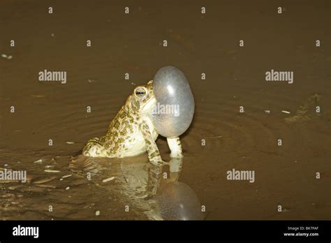 Great Plains Toad Adult Singing Stock Photo Alamy