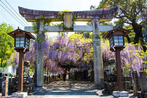 長崎縣必訪！絕美百選櫻花、紫藤花海 走訪春天四大賞花景點 Heho生活