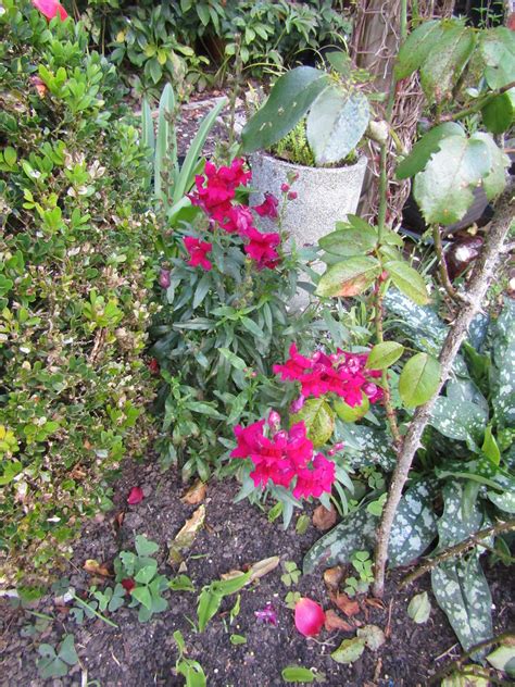 Antirhhinum And Eucomis Below My Garden Leonora Ellie Enking