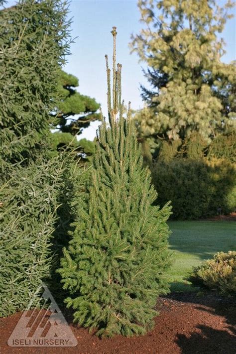 Columnar Norway Spruce Plant Library Pahls Market Apple Valley Mn