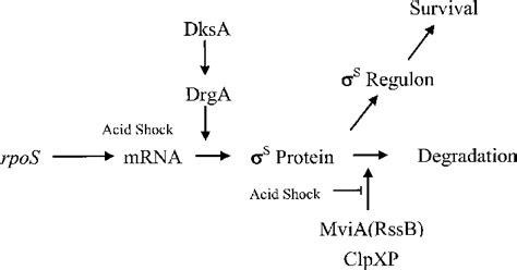 Aspects Of Rpos Regulation Affected By Acid Stress Acid Shock Short