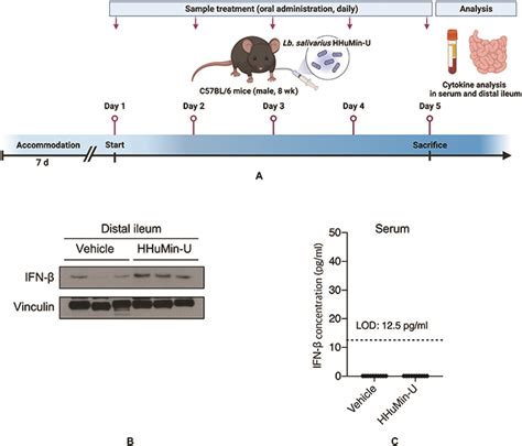 Lactobacillus Salivarius Hhumin U Activates Innate Immune Defense