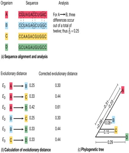 Chapter 1 Evolution Of Microorganisms And Microbiology Flashcards