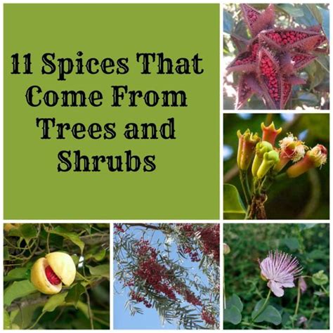 12 best images about spice trees on Pinterest | Trees and shrubs ...