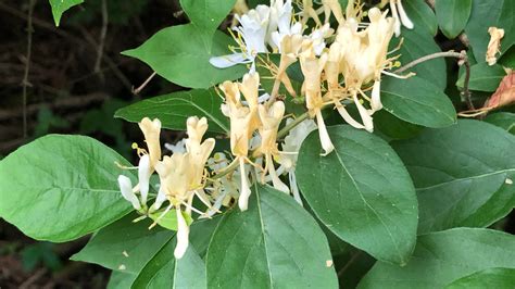 Indiana Invasive Species 10 Plants And Insects To Watch Out For