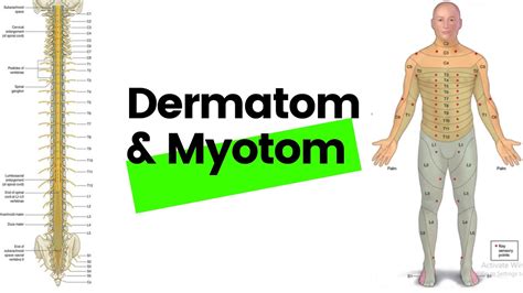 dermatom  myotom youtube