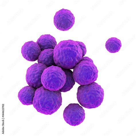 Bacteria Methicillin Resistant Staphylococcus Aureus MRSA Isolated On