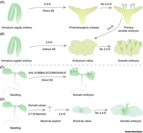 Towards A Hierarchical Gene Regulatory Network Underlying Somatic