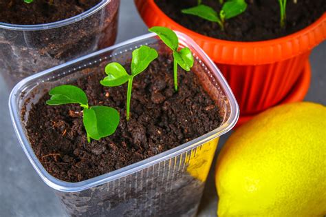 Grow Your Own Lemon Tree From Lemon Seeds Farmers Almanac Plan