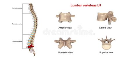 Lumbar vertebrae L5 stock illustration. Illustration of backbone - 78412505