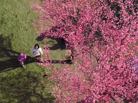 春之声丨龙泉驿今春第一朵桃花开了 龙泉驿