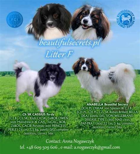 Miniaturowy Spaniel Kontynentalny Phalene A Nie Jasienica Abc