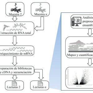 Principio de secuenciación por ARN seq Esquema de secuenciación por
