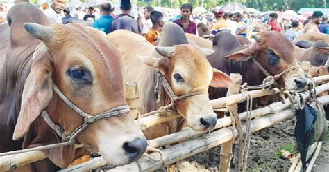 আজ থেকে রাজধানীতে বসবে কোরবানির পশুর হাট জাতীয়