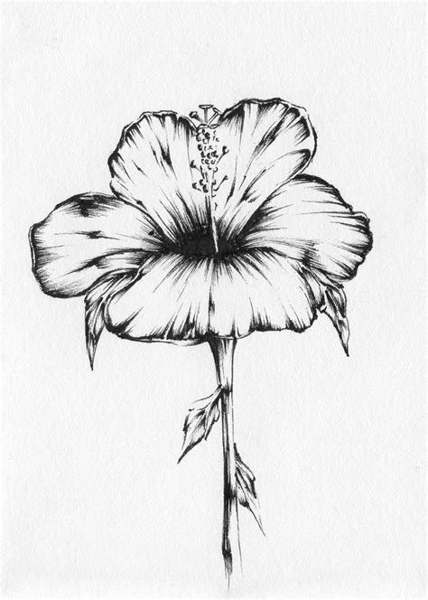 Hibiscus Drawing A Guide To Drawing Beautiful Hibiscus Flowers