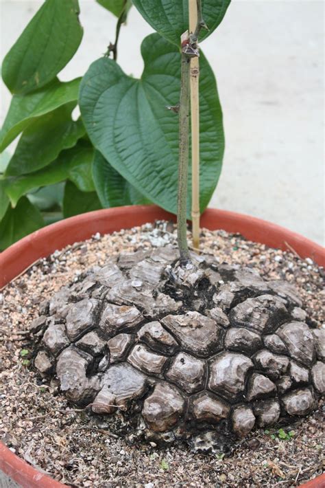 Dioscorea Mexicana Also Called Mexican Yam The Plants Caudex Stem