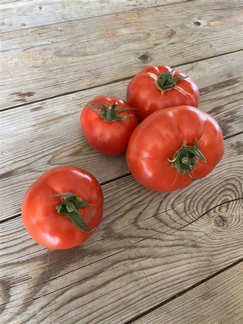 Tomate Ronde Bio Marcel Fifi