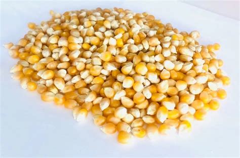 Natural Yellow Hybrid Maize Seeds Packaging Type Loose Medium At