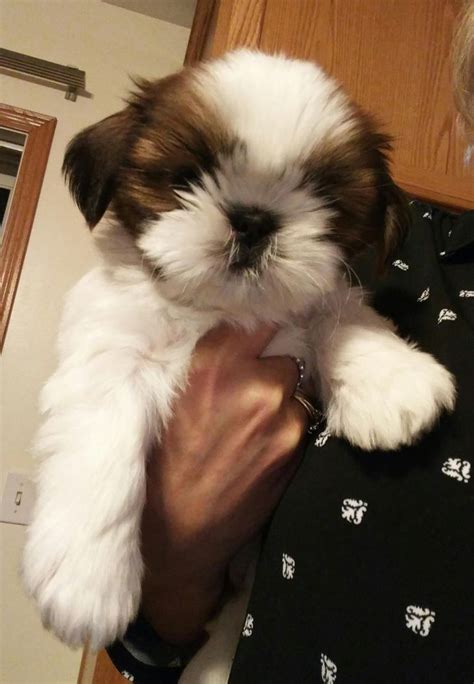 Ryans Shih Tzu In Illinois Find Your Shih Tzu Puppy Good Dog