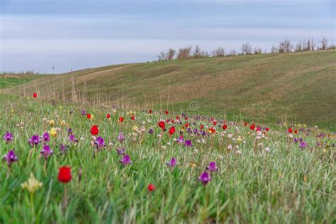 The Picturesque Spring Flowering of Wild Dwarf Tulips in the Kalmyk Steppes Stock Image - Image ...