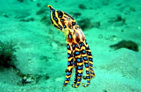 Blue Ringed Octopus Description Habitat Image Diet Interesting Facts