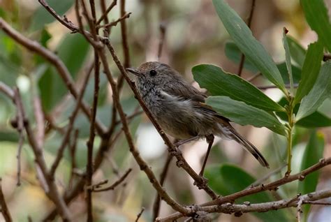 Tasmanian Thornbill - ZooChat