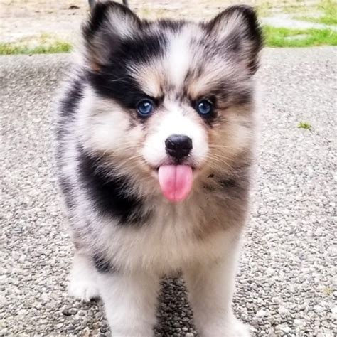 Pomsky Pictures and Full Description - Premier Pups