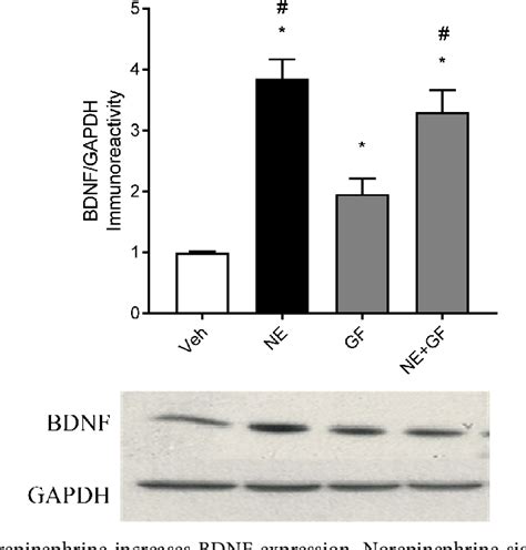 Figure From Norepinephrine Induces Bdnf And Activates Creb And