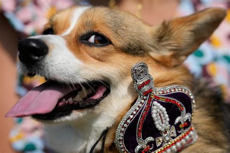 Corgis Parade Outside Buckingham Palace In Remembrance Of Queen