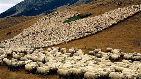 American Ranchers Raise Millions Of Animals In The Desert This Way