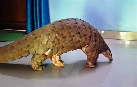 Live Pangolin Rescued In Nuapada Six Held Pragativadi Odisha News