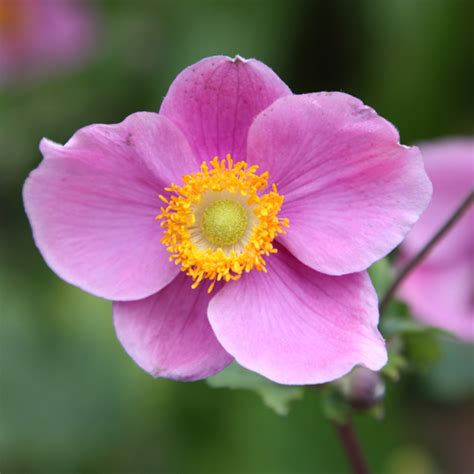 Buy Japanese Anemone Anemone Hupehensis Hadspen Abundance Delivery