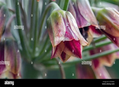 Sicilian Honey Garlic Stock Photo Alamy