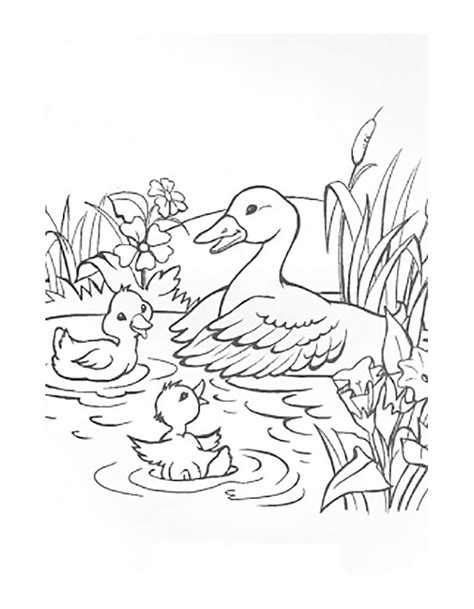 Mother Duck And Ducklings Coloring Page