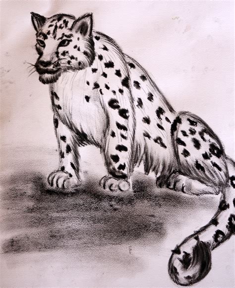 Snow Leopards Drawing At Getdrawings Free Download