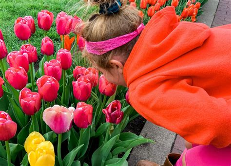 Celebrate Tulip Time In Pella Iowa